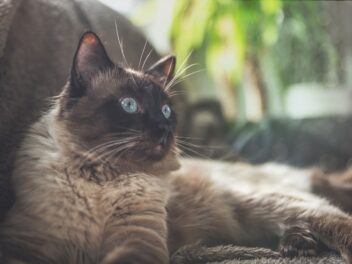 4 races de chat qui ne vont pas fuir