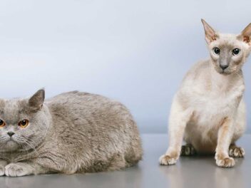 5 races de chat idéales pour les personnes maniaques