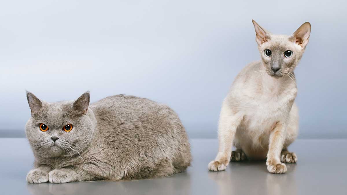 5 races de chat idéales pour les personnes maniaques