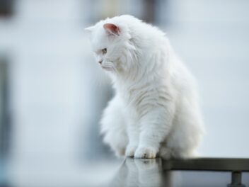 4 races de chat qui devraient être plus populaires