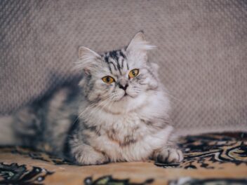 Voici 8 races de chat qui sont les plus prudentes