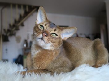 Les 8 races de chat qui sont les plus rusées