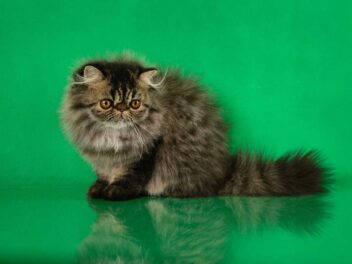 Les 9 races de chat qui ne souffrent pas de solitude