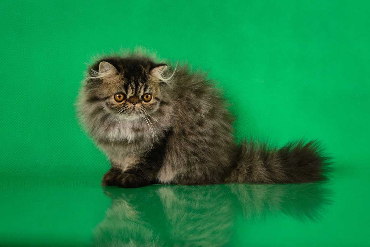 Les 9 races de chat qui ne souffrent pas de solitude