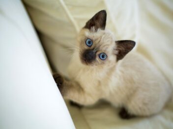 5 races de chat que vous devrez surveiller en permanence