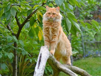 Voici les 8 races de chat qui sont les plus téméraires