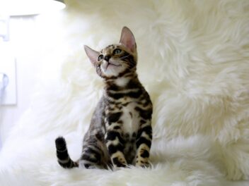 Les 10 races de chat qui vivent à cent à l’heure