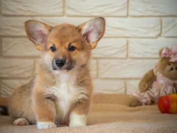 Voici 11 races de chien qui sont à croquer