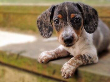 4 races de chien que vous devrez tout le temps surveiller