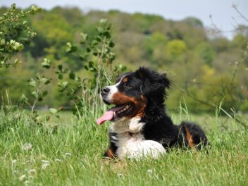 Voici les 9 races de chien qui sont à adopter sans hésiter
