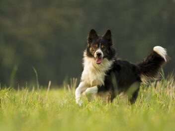 4 races de chien qui vont vous aider à garder la forme