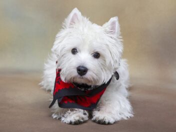 Voici les 9 races de chien les plus appréciées de tout le monde