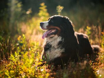 4 races de chien qui sont les plus avenantes