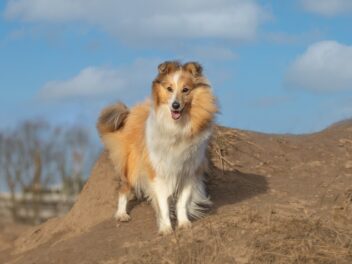 4 races de chien qui ont le plus beau pelage