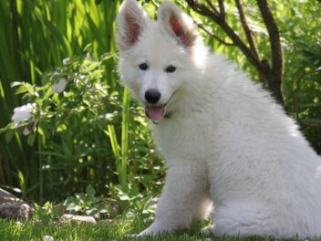 5 races de chien qui ont besoin de beaucoup de stimulation