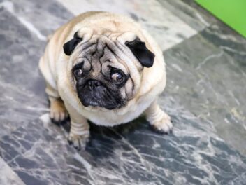 5 races de chien qui sont les plus bizarres