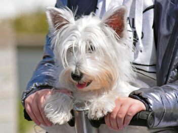 4 races de chien qui sont les plus chaleureuses