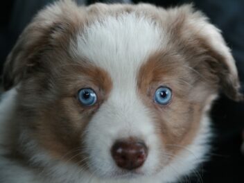 Voici les 9 races de chien qui sont les plus charmantes