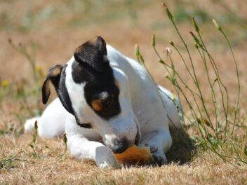 4 races de chien qui vont vous débarrasser des rongeurs