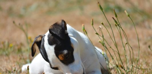 races de chien débarrasser des rongeurs