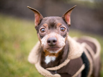 4 races de chien qui sont les plus chétives et petites