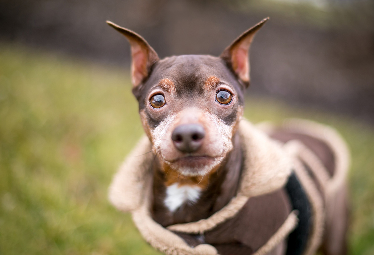 4 races de chien qui sont les plus chétives et petites