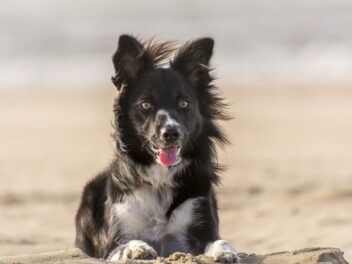 4 races de chien qui ne conviendront pas à tous les foyers