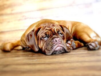 Les 7 races de chien avec la plus courte durée de vie