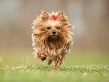 4 races de chien qui craignent le froid