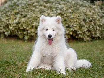 5 races de chien qui ne craignent pas le froid