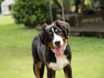 4 races de chien qui sont les plus dépendantes