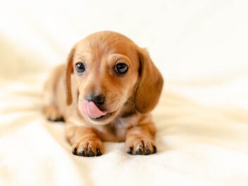 Voici les 9 races de chien qui sont les plus difficiles à gérer