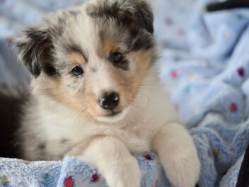 4 races de chien qui viennent d’Écosse