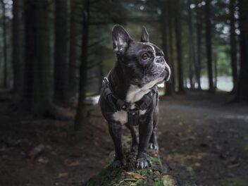 4 races de chien qui vont envahir votre espace