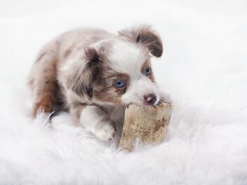 4 races de chien qui vont vous fatiguer physiquement