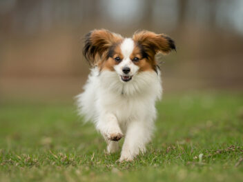 Voici les 8 races de chien qui sont les plus fragiles