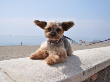 Voici 8 races de chien qui ont la plus grande durée de vie