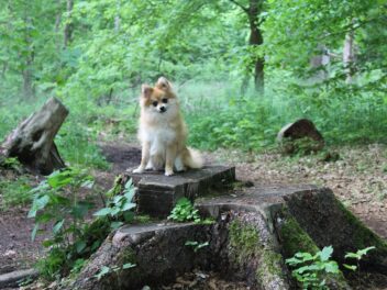 Les 9 races de chien qui sont vraiment infatigables