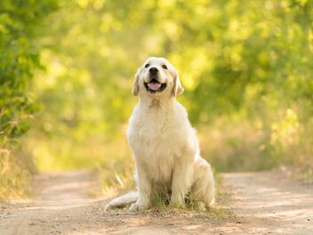 4 races de chien qui ne sont jamais rassasiées