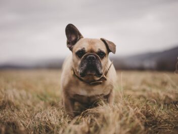Les 9 races de chien qui manquent d’énergie