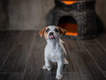 4 races de chien qui sont des moulins à paroles