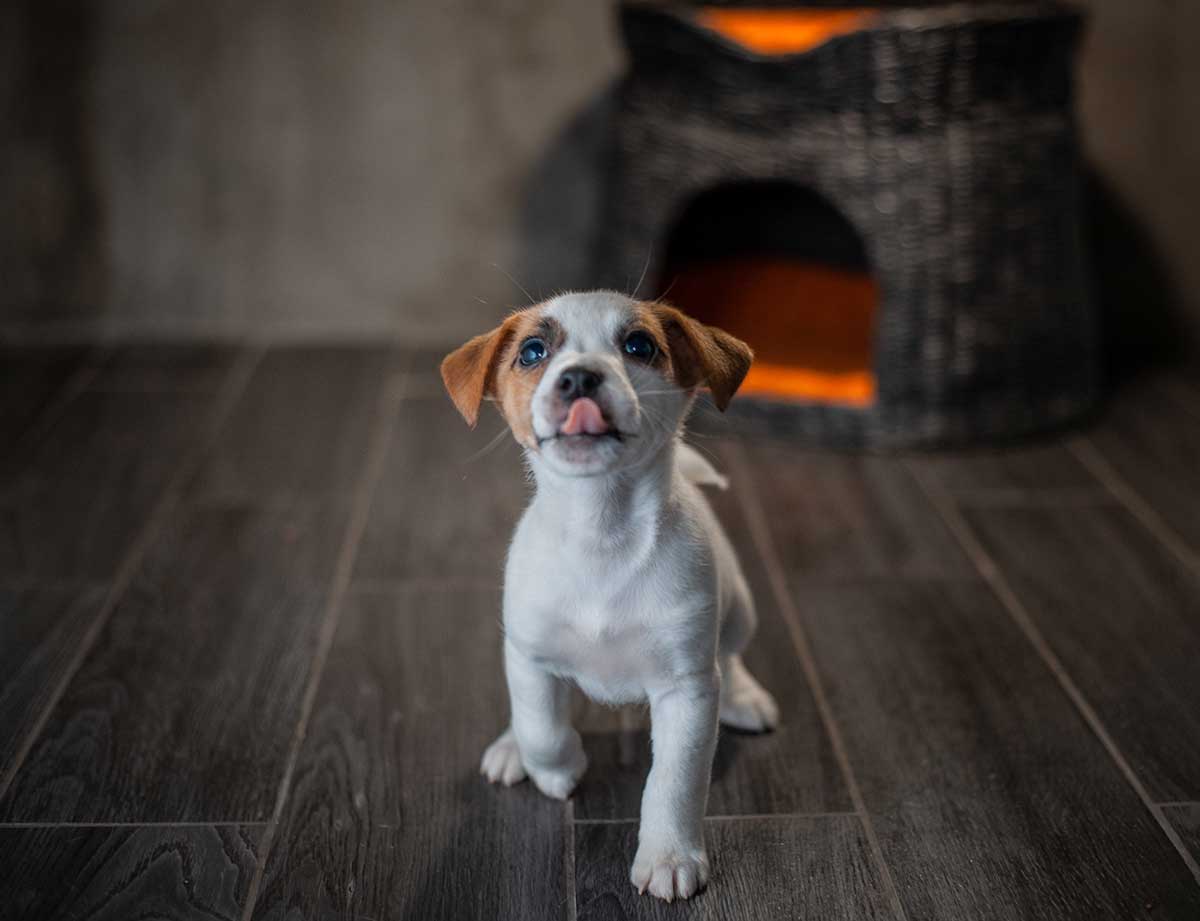 4 races de chien qui sont des moulins à paroles