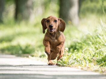 4 races de chien à ne pas adopter sur un coup de tête