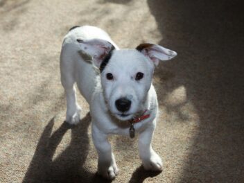 Les 8 races de chien à ne surtout pas adopter sans réfléchir