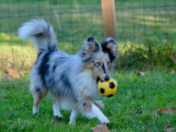 Voici 9 races de chien qui ne sont pas comme les autres