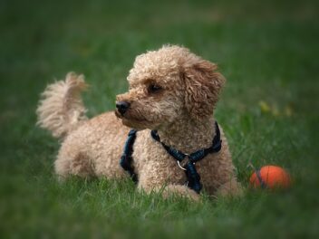 4 races de chien avec qui vous n’allez pas vous ennuyer
