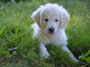 4 races de chien qui ne vont pas fuir