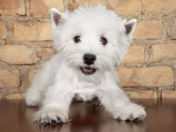 5 races de chien qui ont le pelage blanc