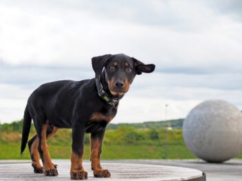 4 races de chien au pelage foncé
