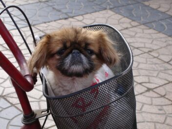 4 races de chien qui sont les plus intrépides